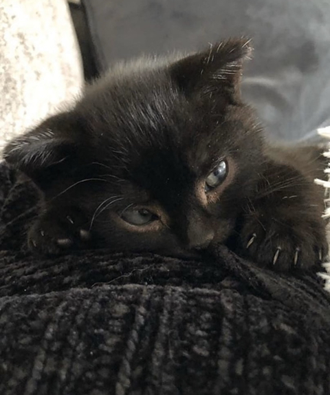 까만-고양이🌚-3-이미지