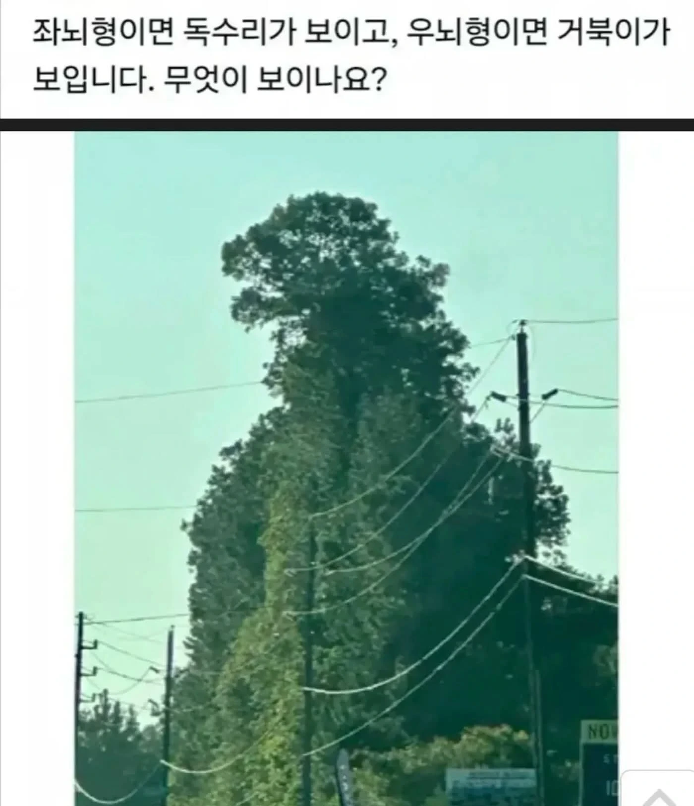 사진으로-보는-좌뇌-우뇌-테스트-1-이미지