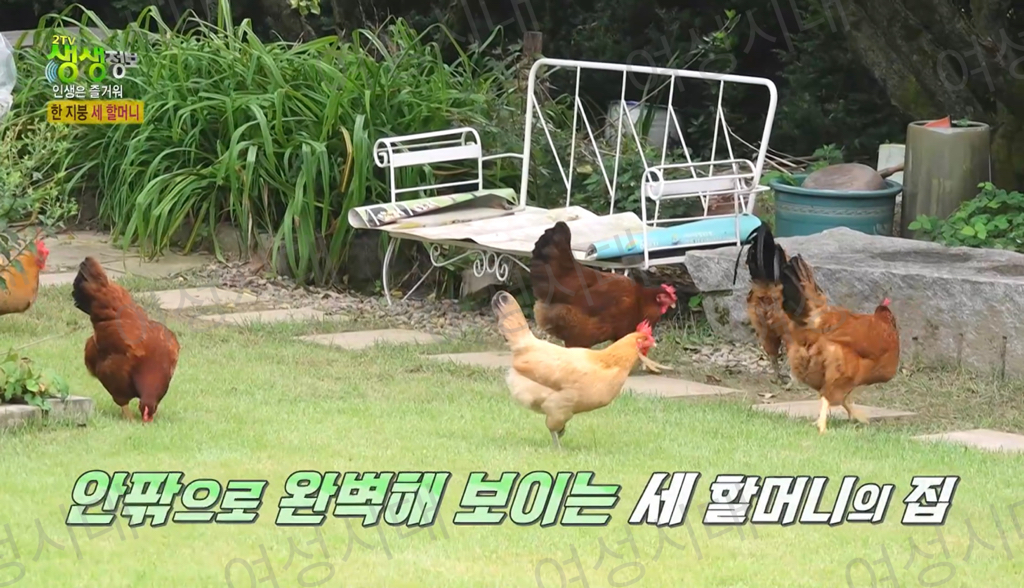 비혼여성의-로망-그자체인-생생정보통-세-할머니-14-이미지