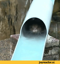 수달-전용-워터파크.jpgif-4-이미지