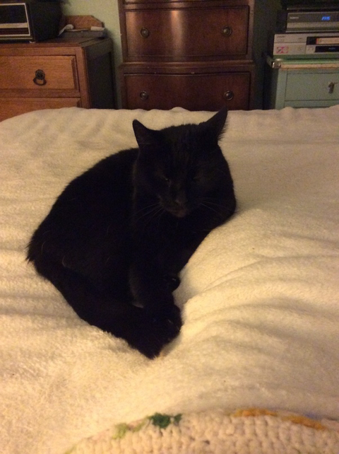 까만-고양이🌚-22-이미지