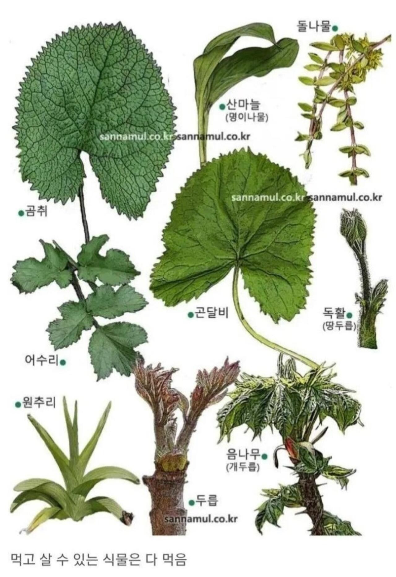 뭐든지-잘-먹는-한국인들-3-이미지