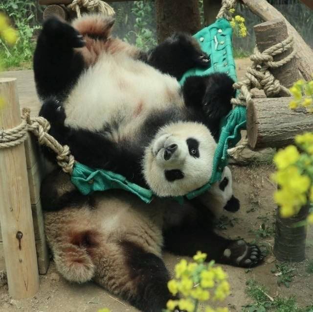 푸바오가-살면서-(아마도)-제일-겁에-질렸을때🐼-2-이미지