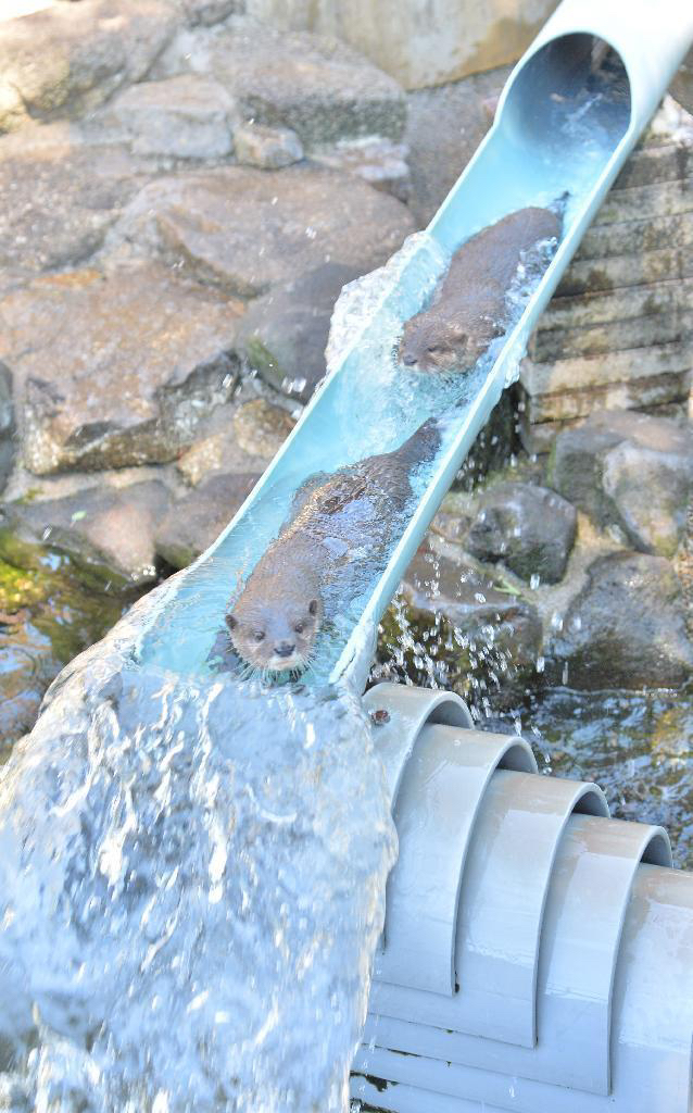 수달-전용-워터파크.jpgif-0-이미지