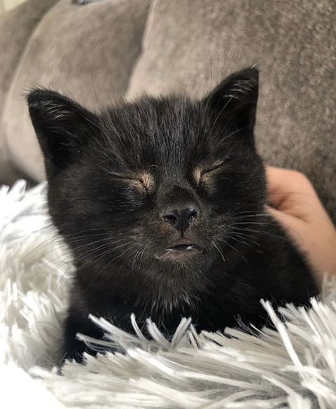 까만-고양이🌚-2-이미지