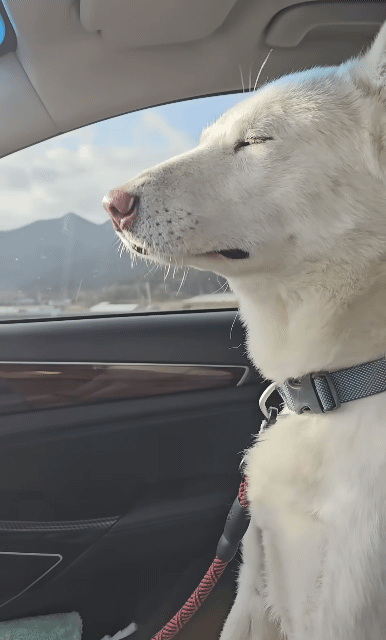 이틀동안-엄빠-못봐서-속상한-강쥐-🥲-0-이미지