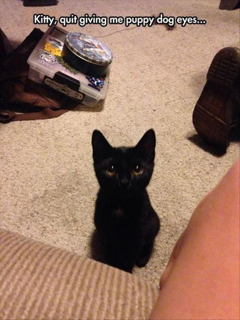 까만-고양이🌚-21-이미지