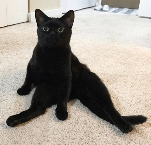 까만-고양이🌚-7-이미지