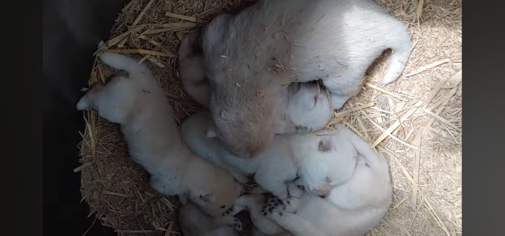 생후-10일된-강아지들-중-유독-덩치-큰-강쥐-4-이미지