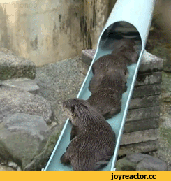 수달-전용-워터파크.jpgif-6-이미지