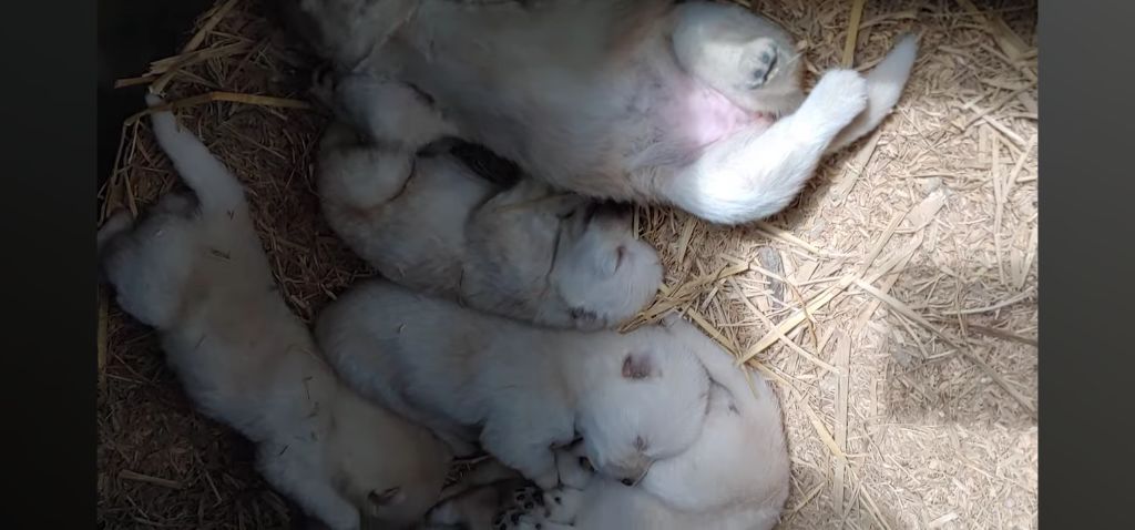 생후-10일된-강아지들-중-유독-덩치-큰-강쥐-3-이미지