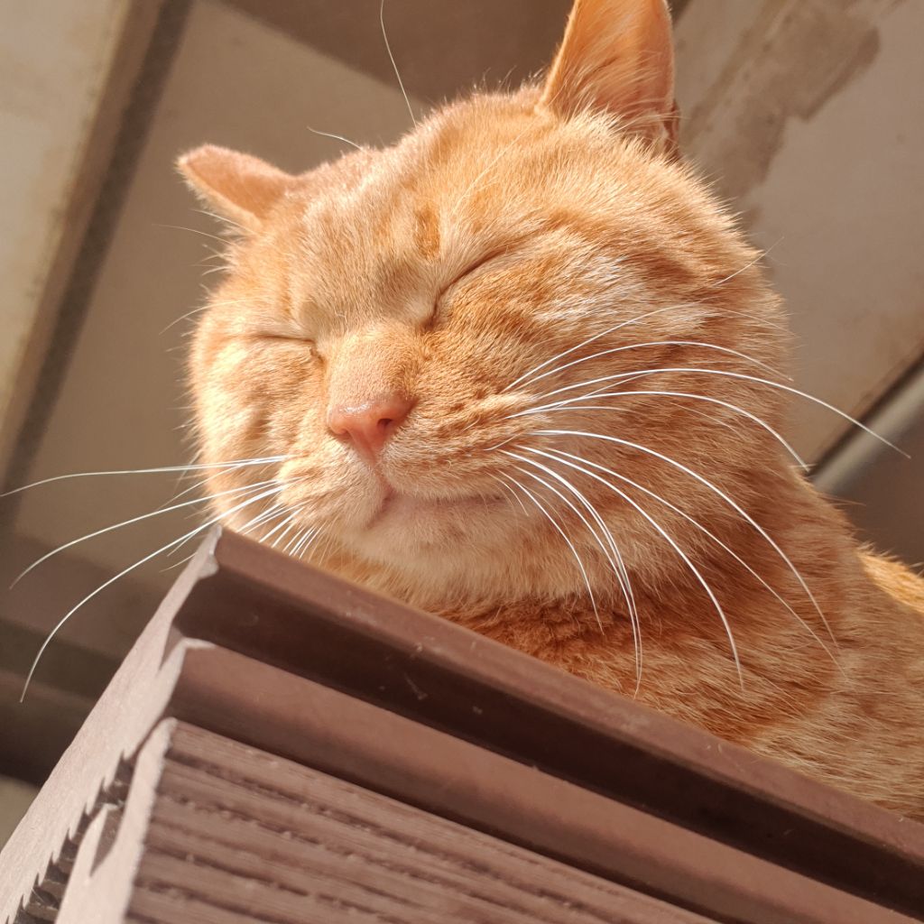 얘-방금-하악질-했는데-되게-하찮았어-0-이미지