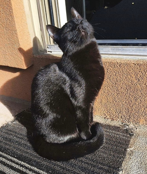 까만-고양이🌚-5-이미지