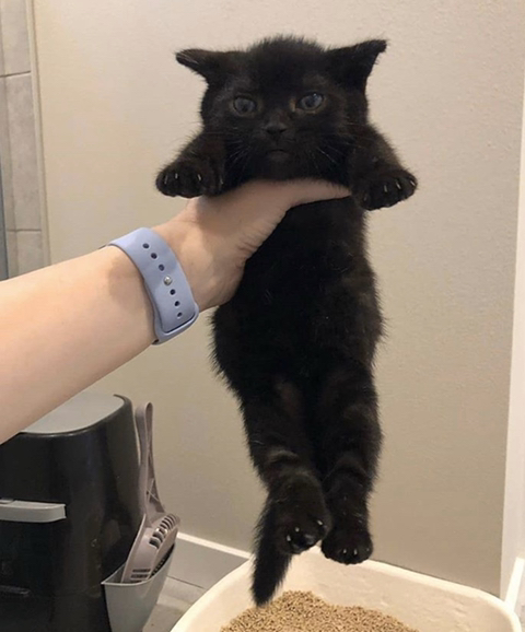 까만-고양이🌚-1-이미지