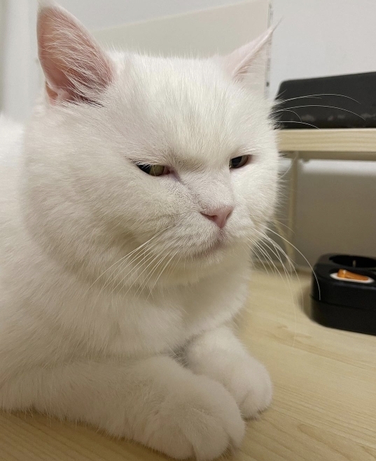 고양이=가정용-호랑이임이-증명됨-8-이미지