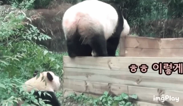 아이바오-방구-냄새-맡고-기절하는-푸바오-0-이미지