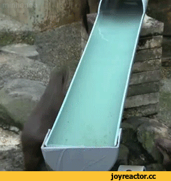 수달-전용-워터파크.jpgif-5-이미지