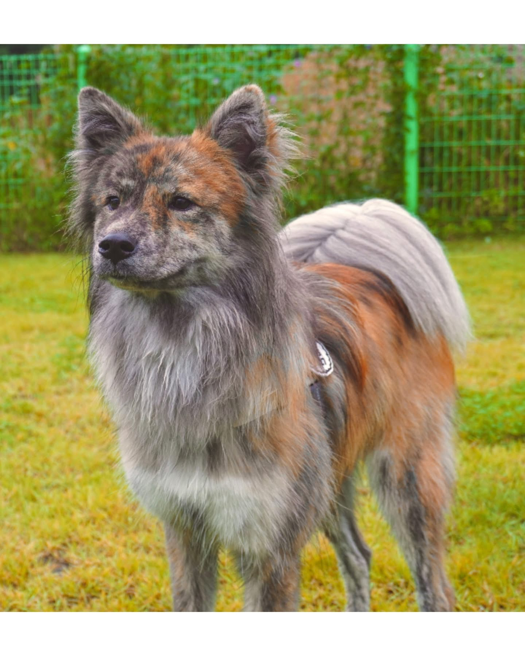 강아지-입양-후기-2-이미지