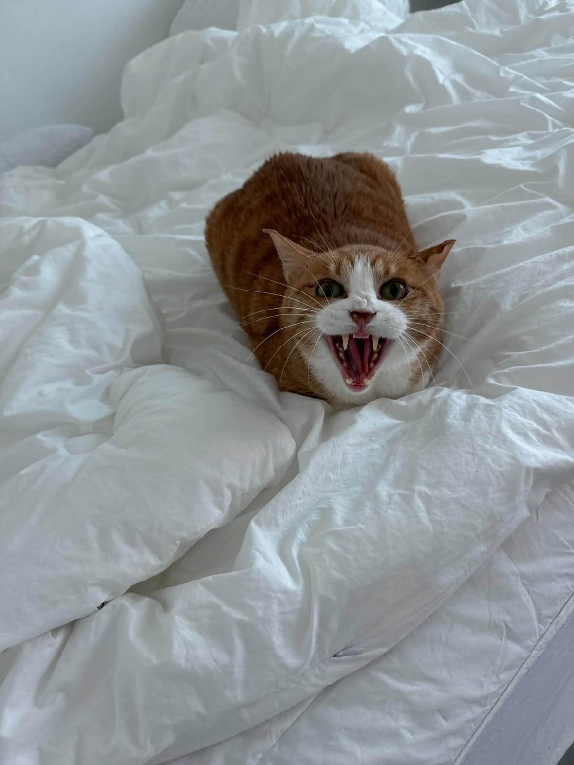 사나운-고양이-약먹이기-당근-알바-1-이미지