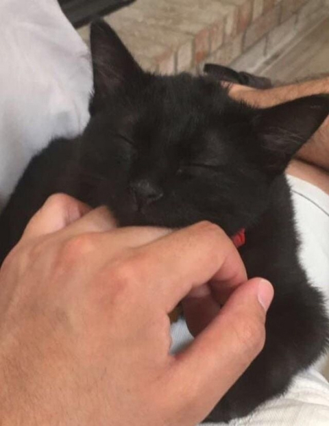 까만-고양이🌚-13-이미지