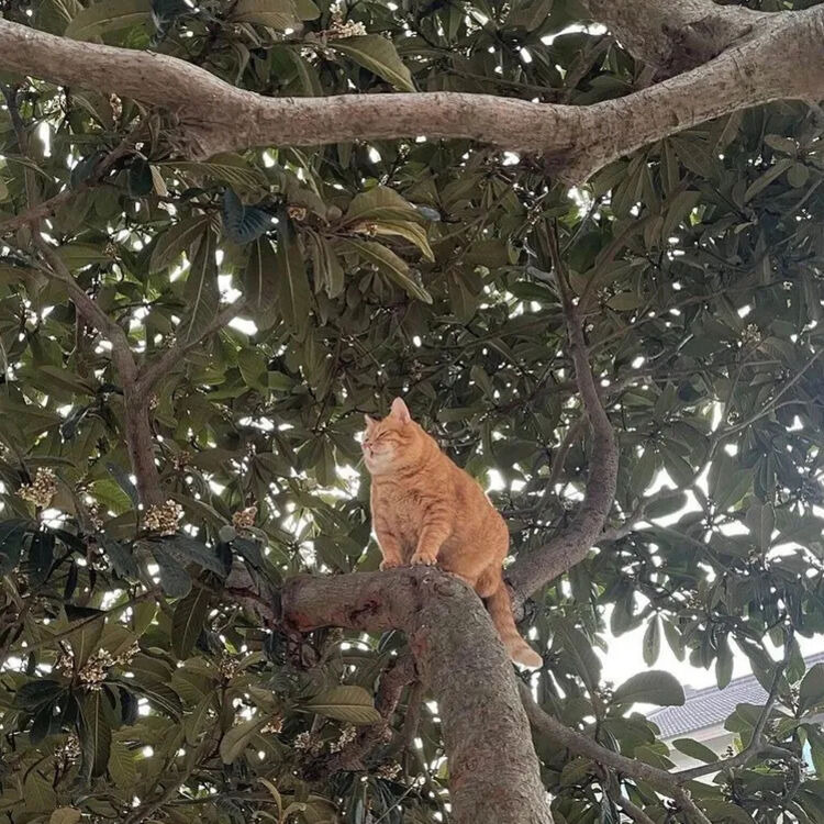 고양이=가정용-호랑이임이-증명됨-3-이미지