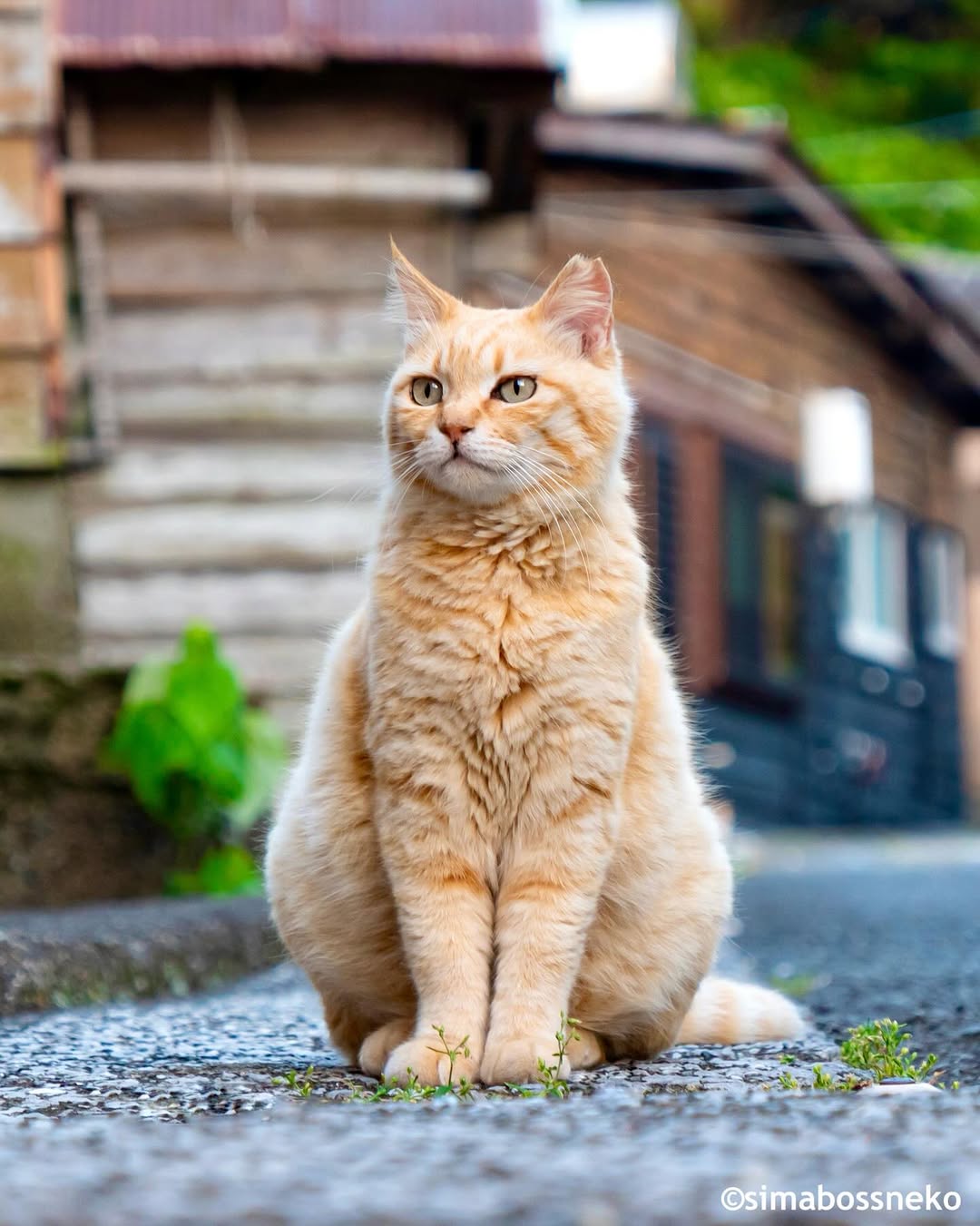 고양이=가정용-호랑이임이-증명됨-5-이미지