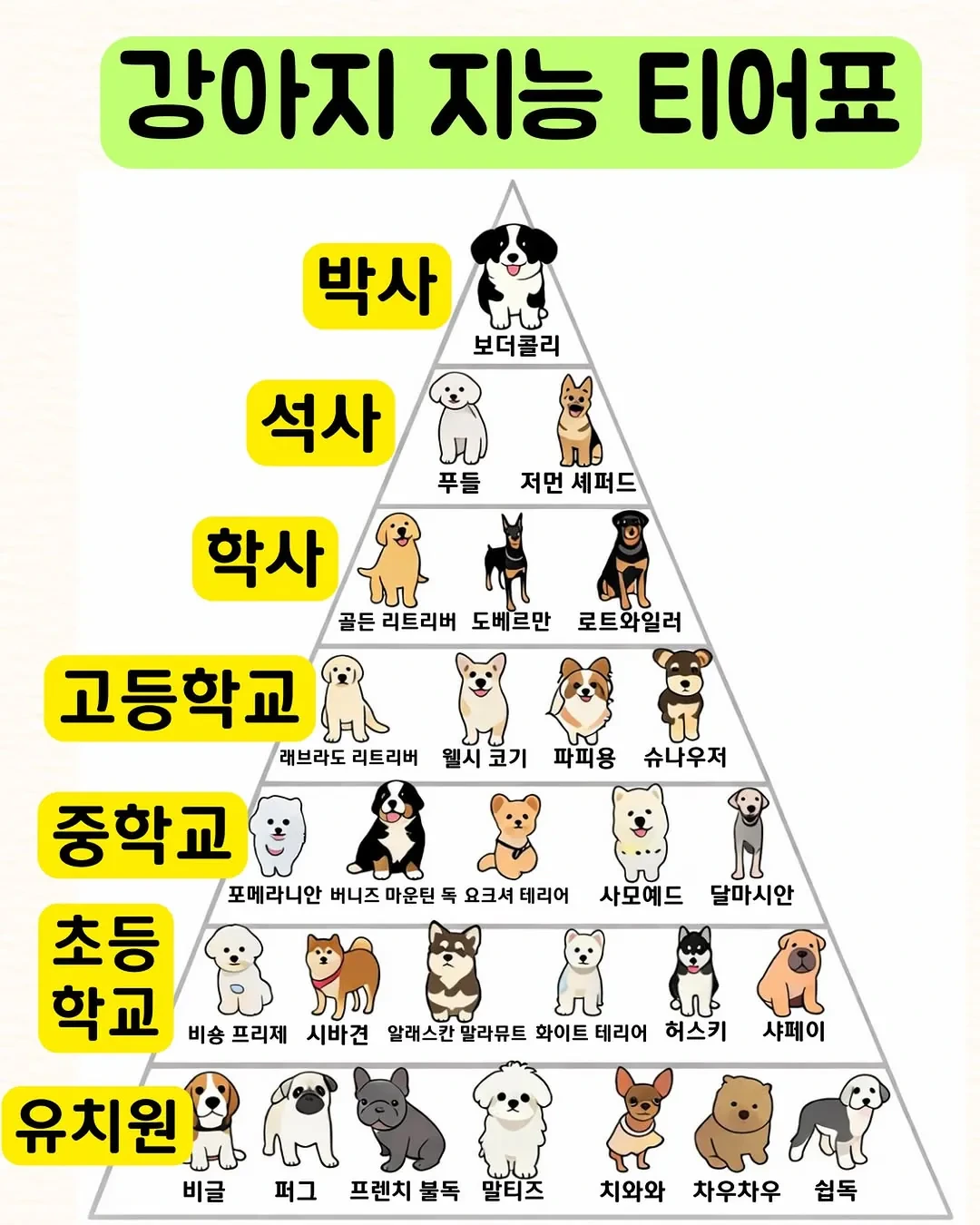 강아지-지능-티어표-0-이미지
