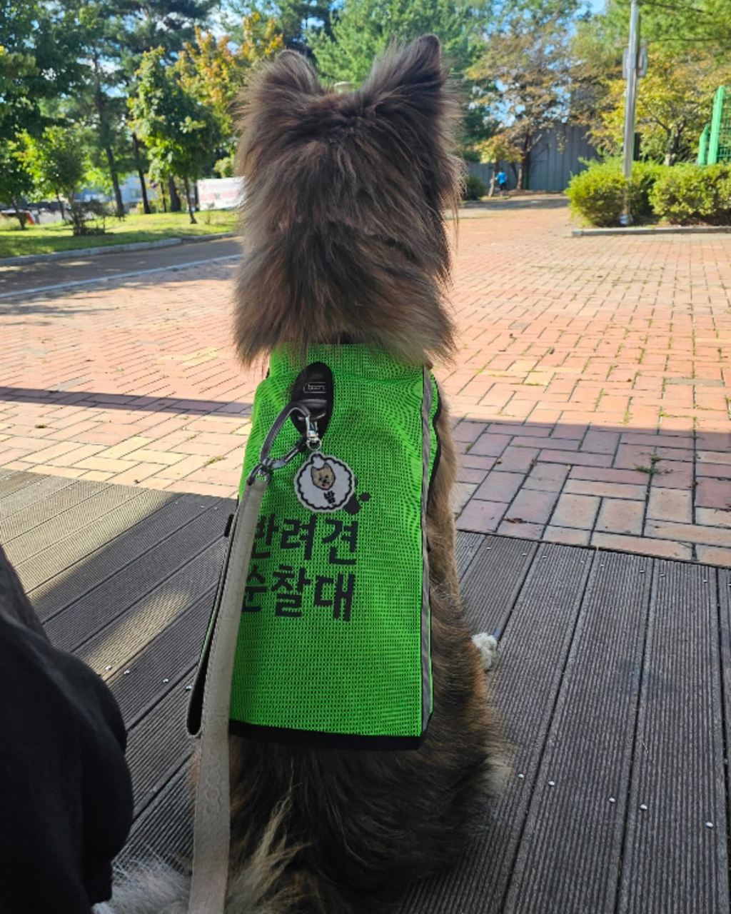 강아지-입양-후기-5-이미지