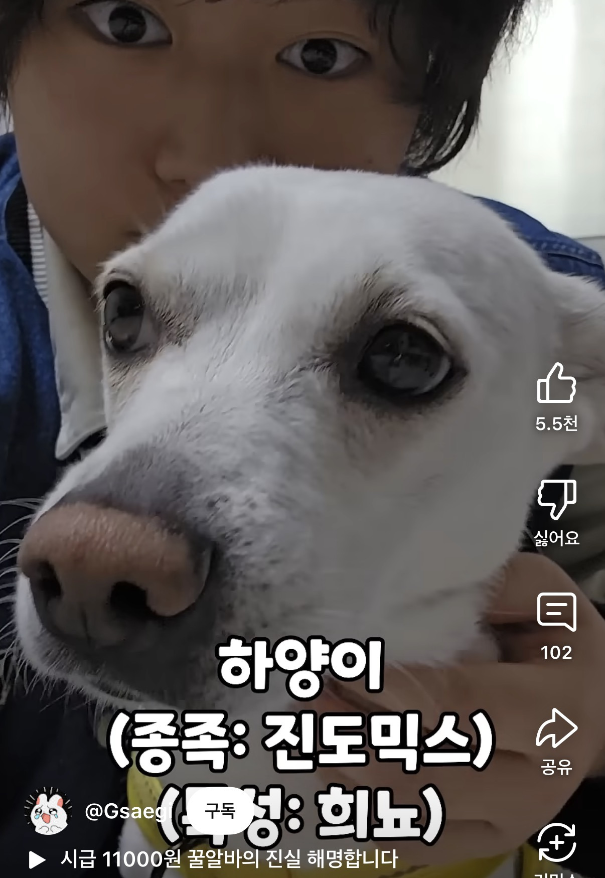 강아지산책-알바하는-유투버-지새기-0-이미지