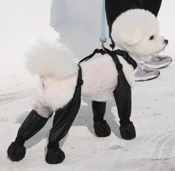 드디어-나온-안벗겨지는-강아지-신발-2-이미지