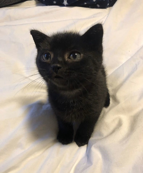 까만-고양이🌚-0-이미지