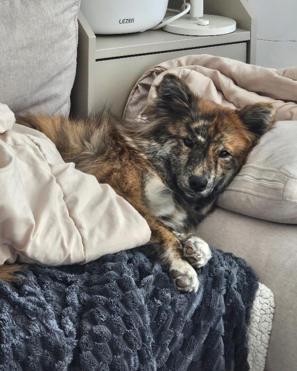 강아지-입양-후기-4-이미지