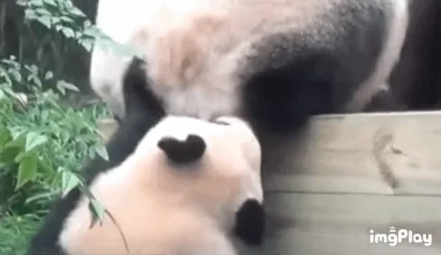 아이바오-방구-냄새-맡고-기절하는-푸바오-1-이미지