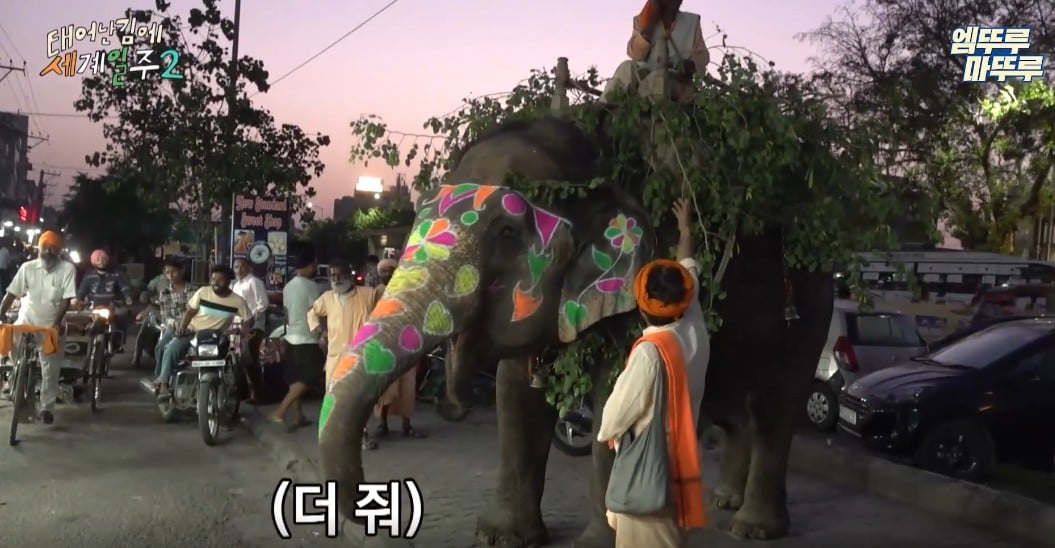 과일가게에서-만난-코끼리에게-다-퍼준-기안84-16-이미지