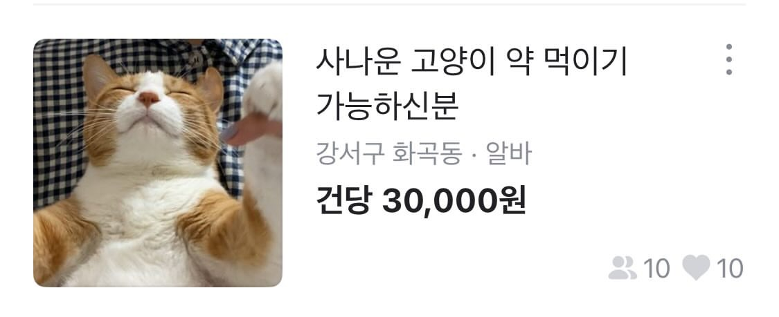 사나운-고양이-약먹이기-당근-알바-0-이미지