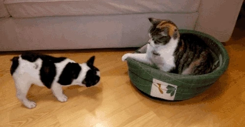 집을-잃은-강아지-1-이미지