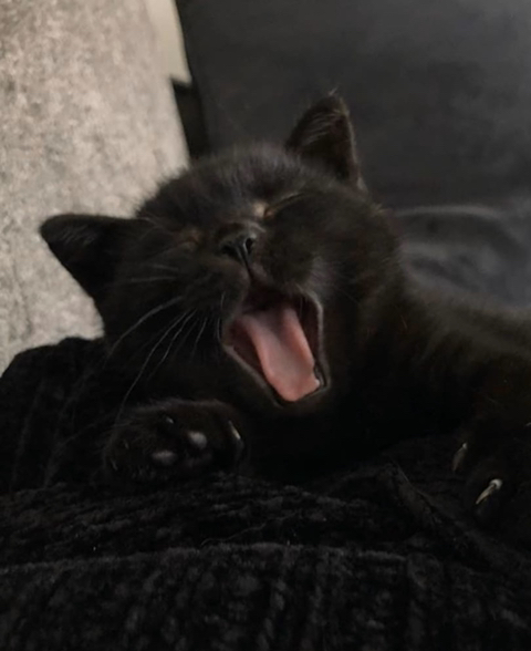 까만-고양이🌚-4-이미지