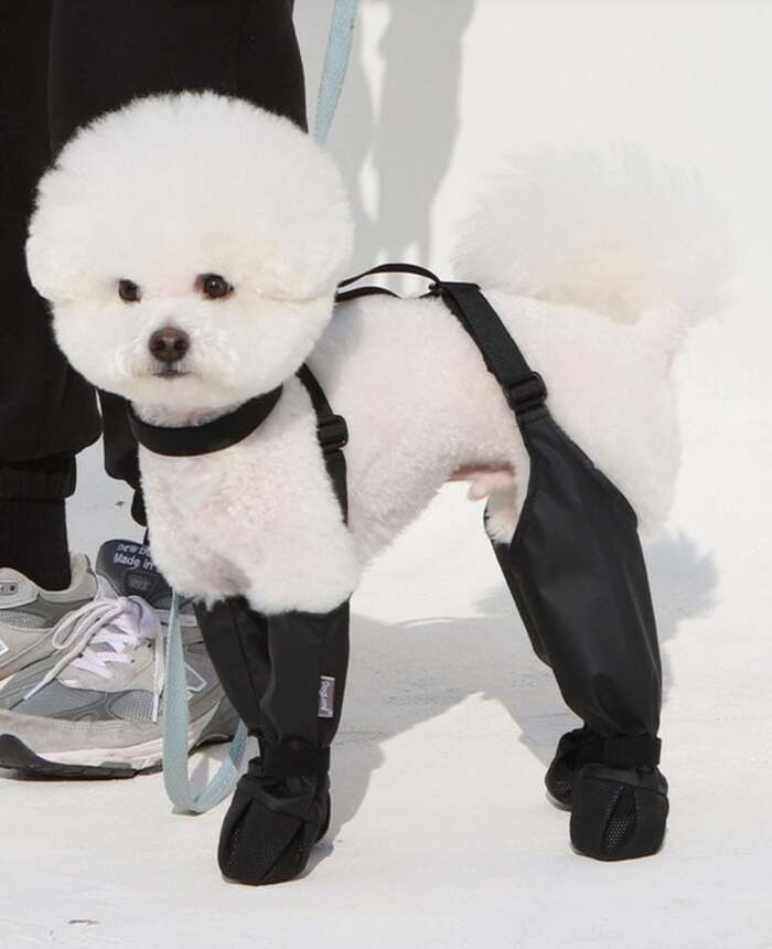 드디어-나온-안벗겨지는-강아지-신발-1-이미지