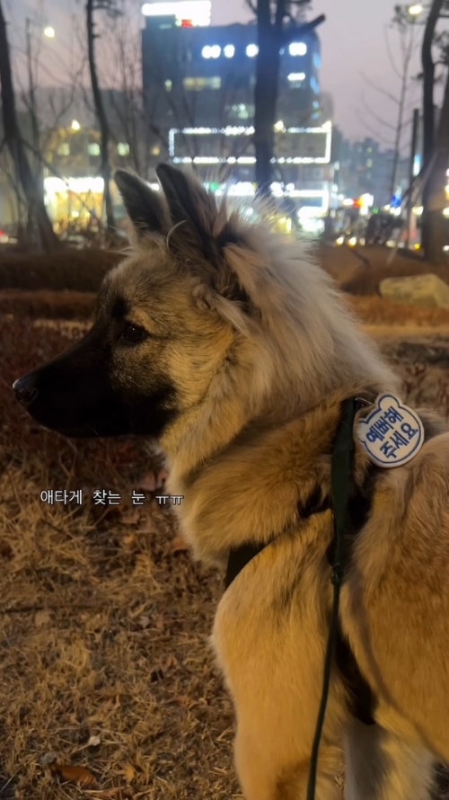 예뻐해주는-사람-없어서-시무룩한-강쥐-1-이미지