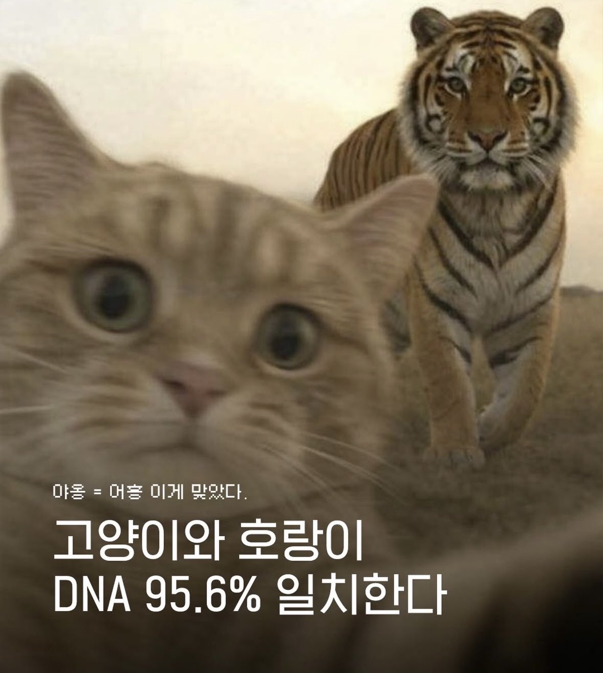 고양이=가정용-호랑이임이-증명됨-0-이미지