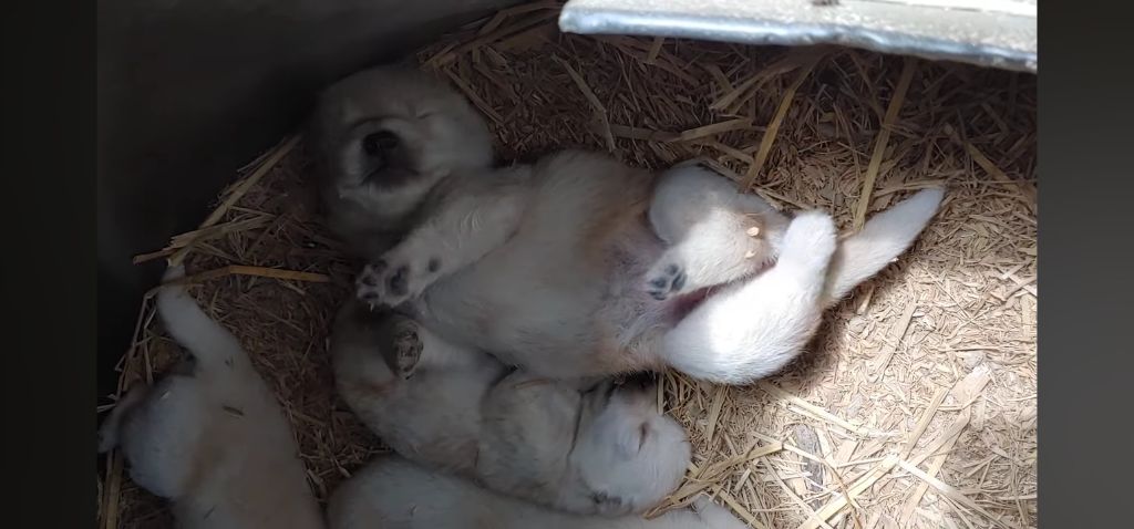 생후-10일된-강아지들-중-유독-덩치-큰-강쥐-6-이미지