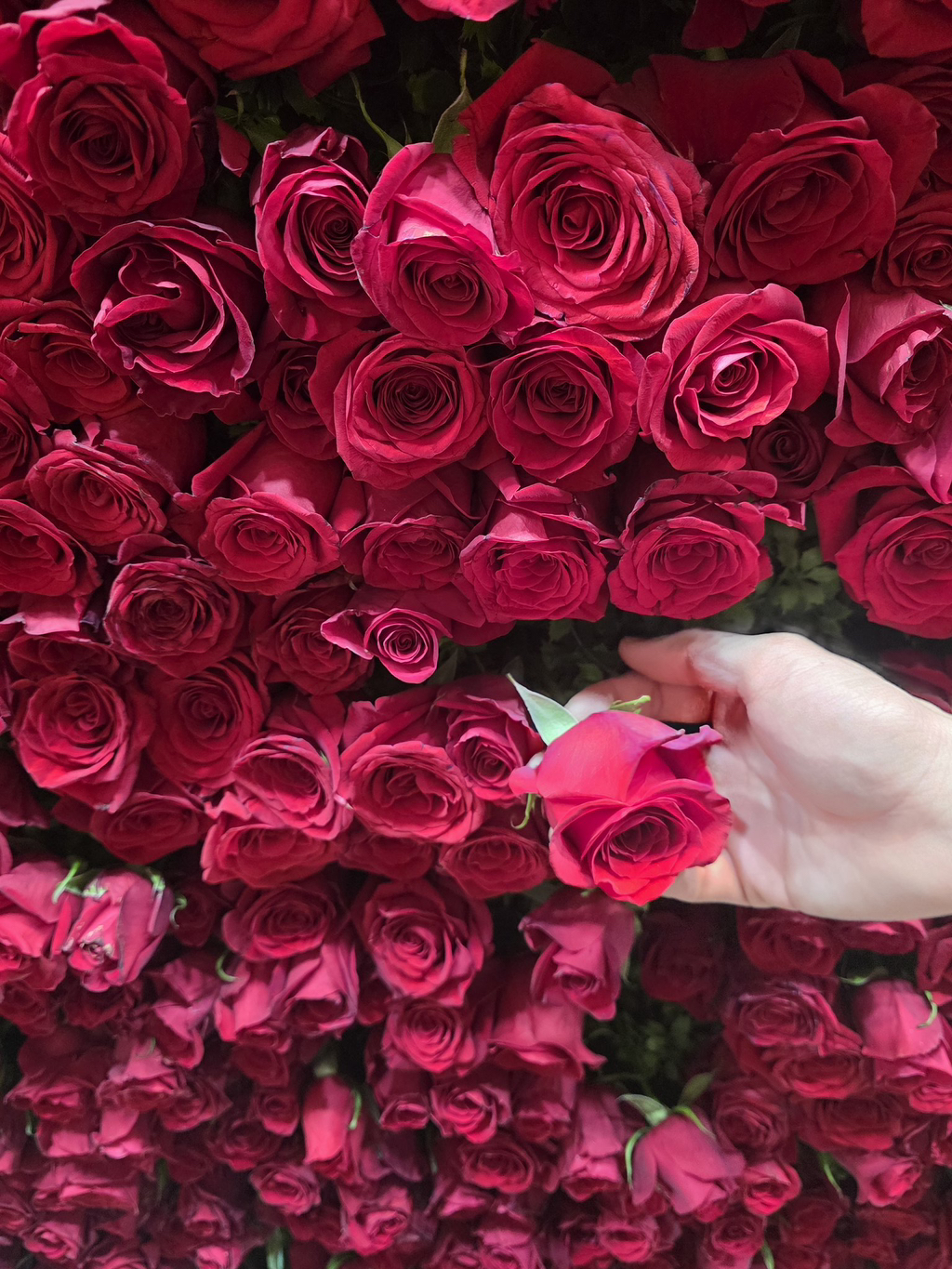 지금-코엑스-가면-받을-수-있는-방탄-장미꽃🌹🌹🌹-5-이미지