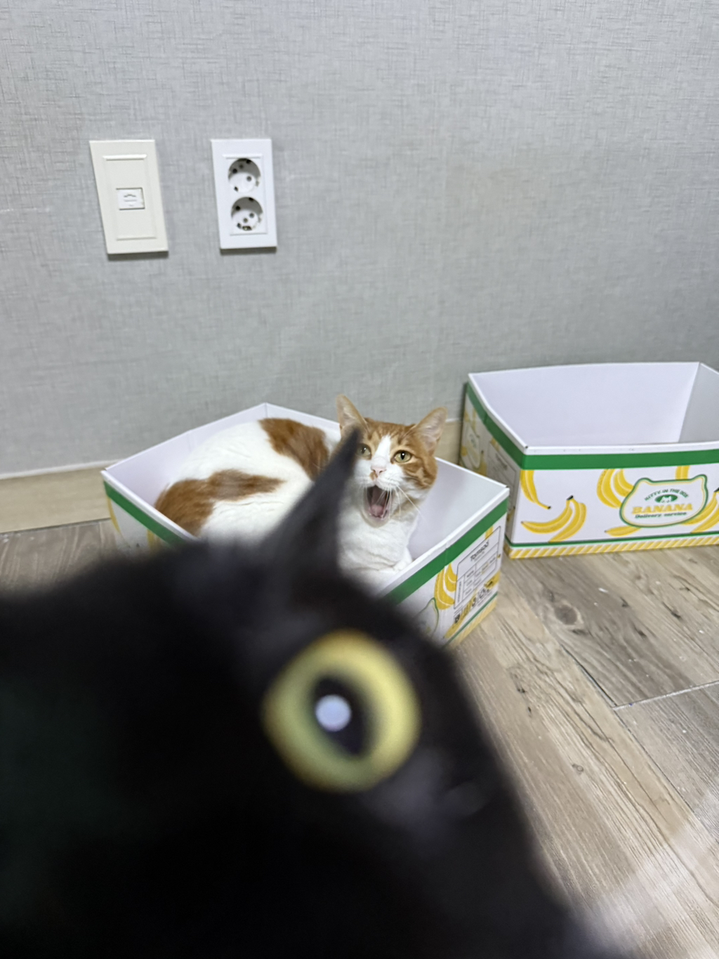 반려동물의-망한-사진-올려보자-0-이미지