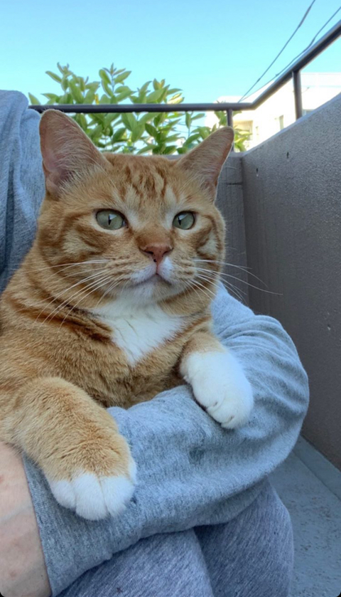 고양이=가정용-호랑이임이-증명됨-7-이미지