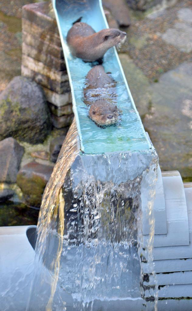 수달-전용-워터파크.jpgif-1-이미지