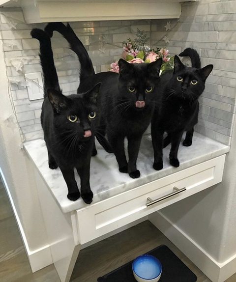 까만-고양이🌚-11-이미지