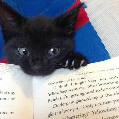 까만-고양이🌚-17-이미지