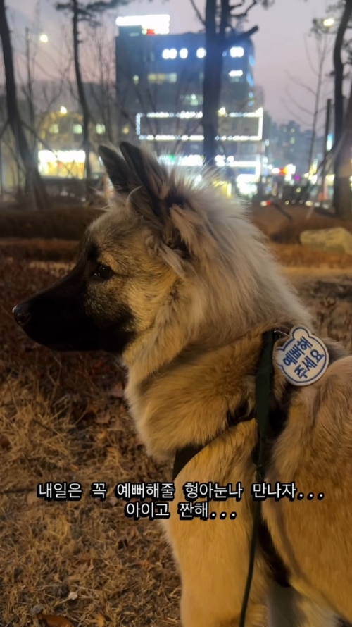 예뻐해주는-사람-없어서-시무룩한-강쥐-2-이미지