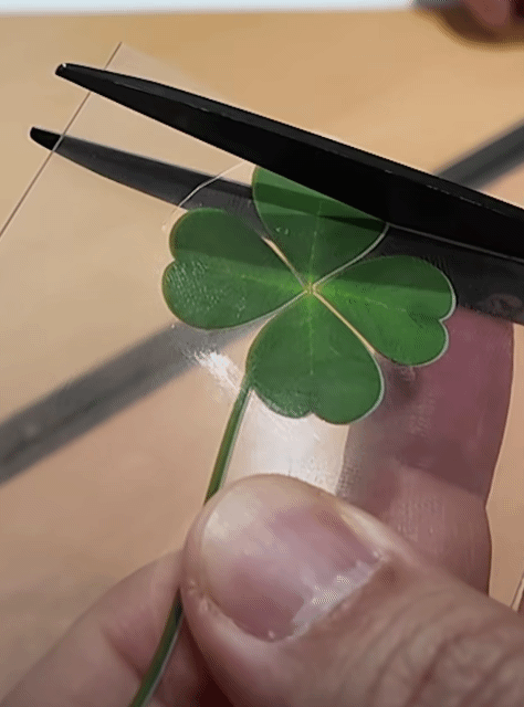테무에서-구매한-네잎-클로버-1-이미지