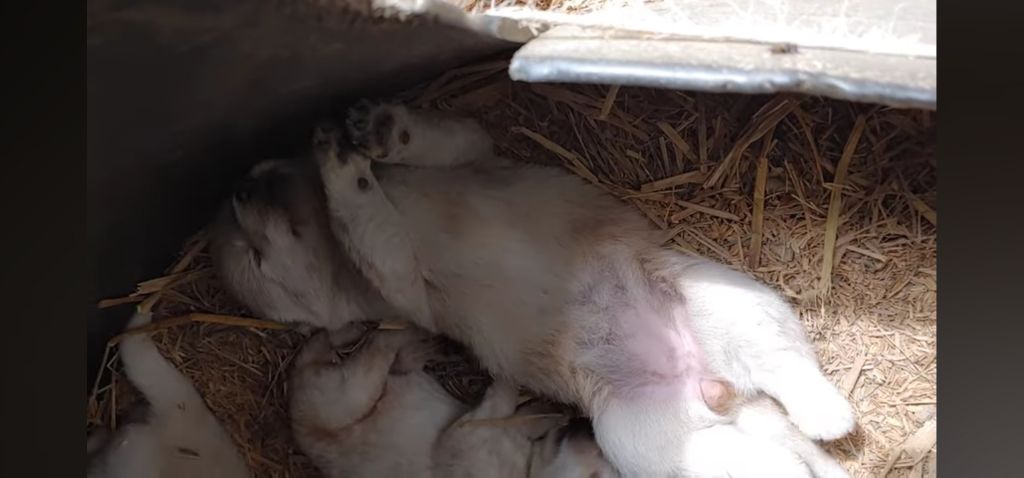 생후-10일된-강아지들-중-유독-덩치-큰-강쥐-1-이미지